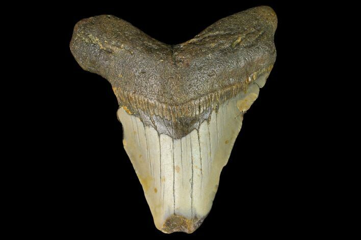 Fossil Megalodon Tooth - North Carolina #124758
